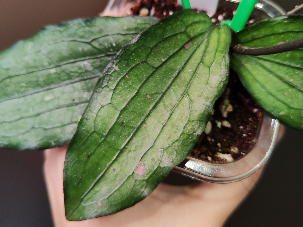 Моя новинка)