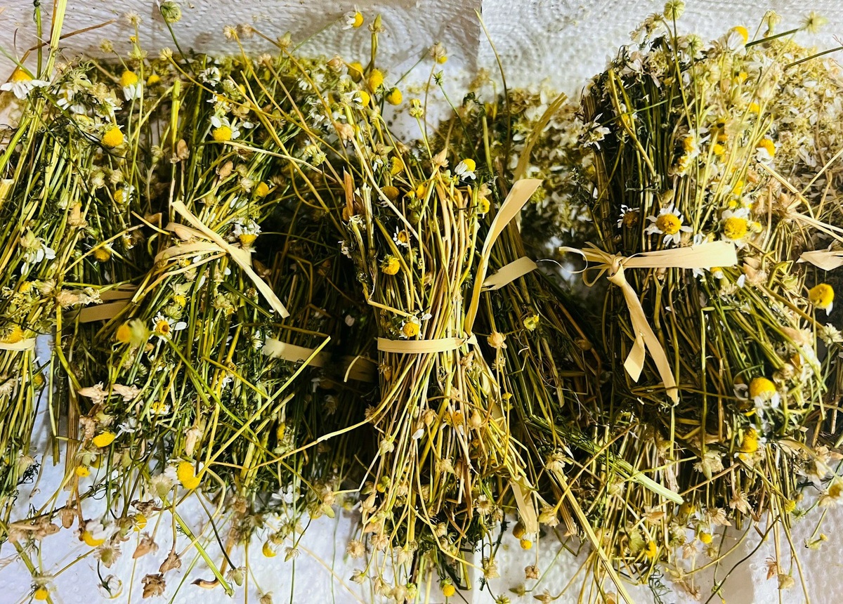 Важно учитывать, что в Египет запрещено ввозить лекарственные травы из-за возможного содержания в них насекомых и спор грибов. Фото: Annamaria Guidice / Unsplash