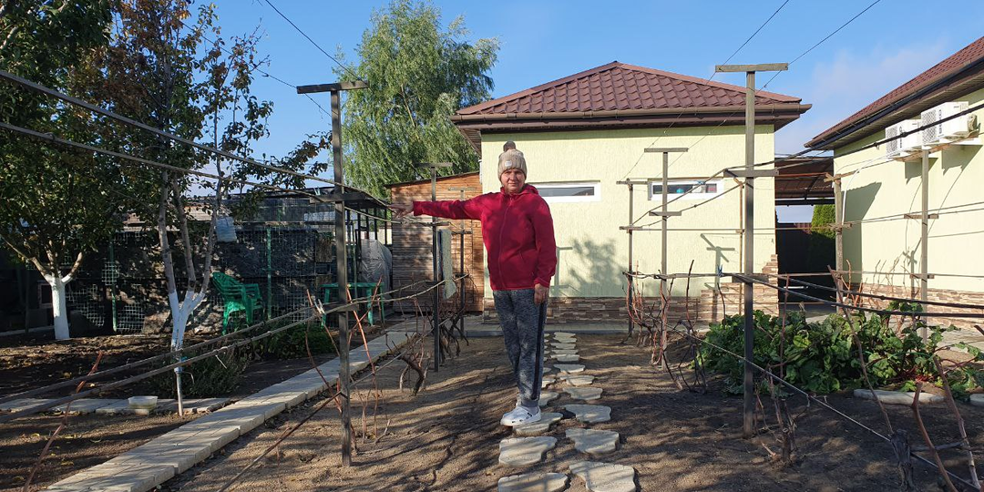 Обрезать виноград сейчас или ждать морозов? Личный опыт, который работает даже в аномальные годы