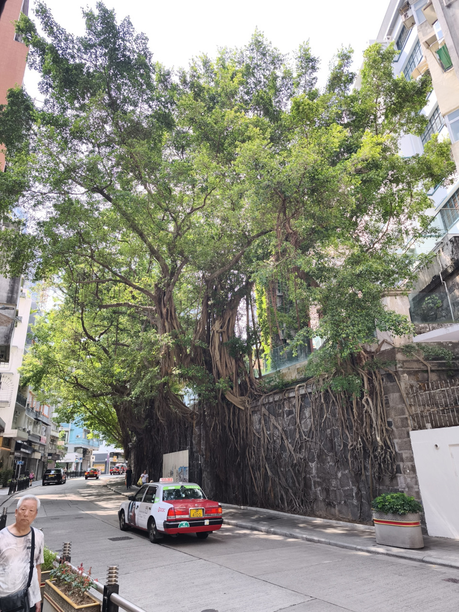 И на камнях растут деревья. Гонконг