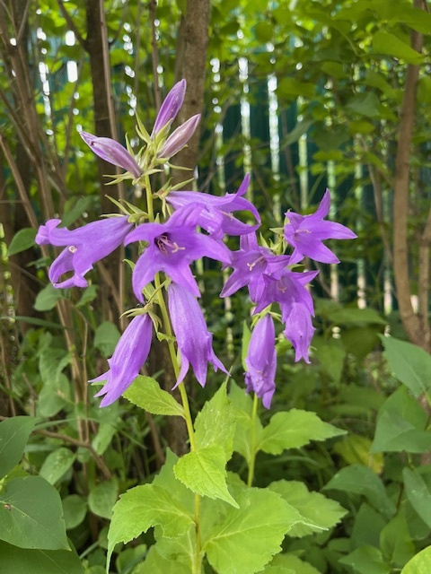 Колокольчики и судьба Наташи (мой доверитель)