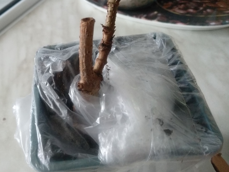 Горшок заботливо укрыт плёнкой. Росло два стебля. Оставлен один