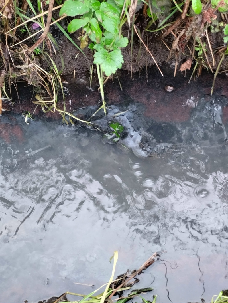    Зловонные воды стекают в Онежское озеро в Карелии