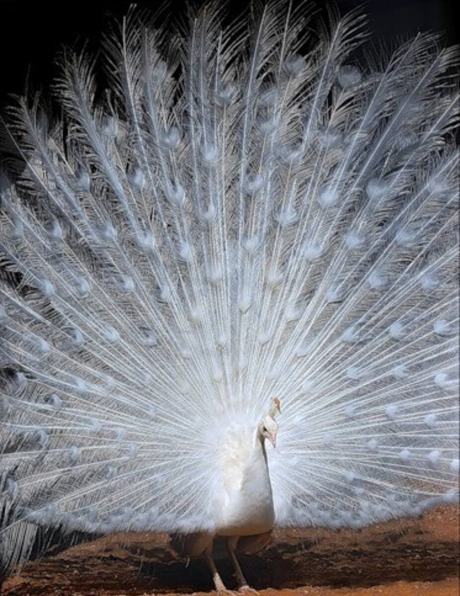 Парк птиц: павлины, пингвины, страусы, фламинго!!!!