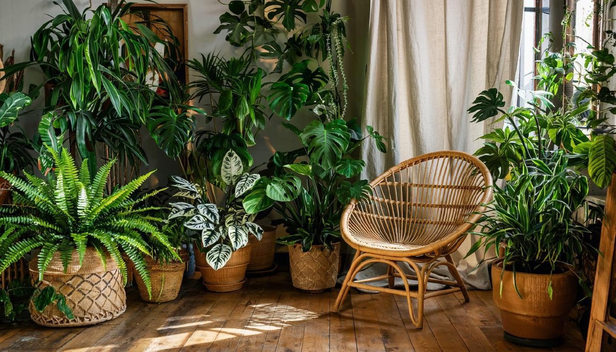 Аренда растений на съемки