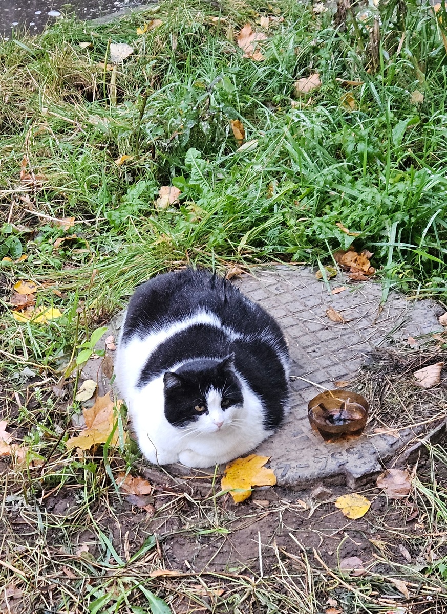 Уличный котэ.