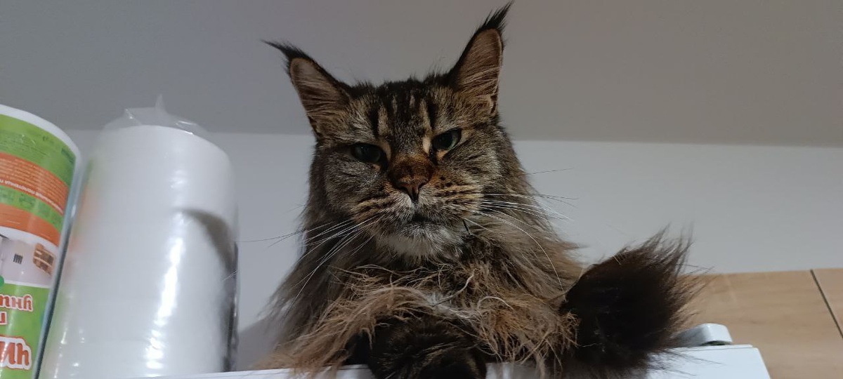 Это я думаю о том, какая она нагловая