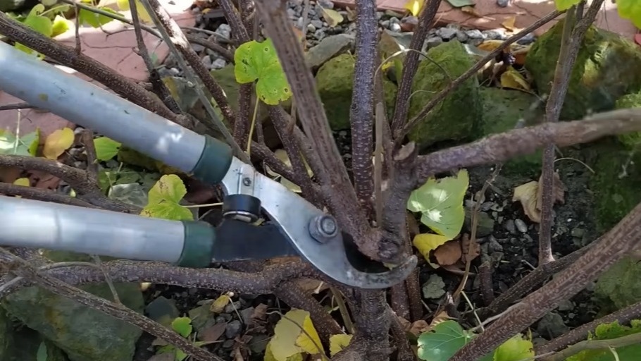 Три движения секатором увеличивают урожай смородины вдвое