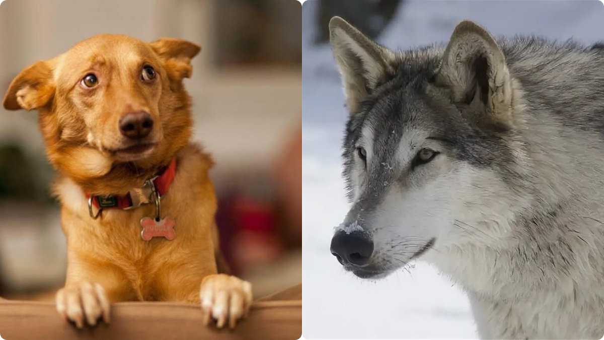 Волк и собака