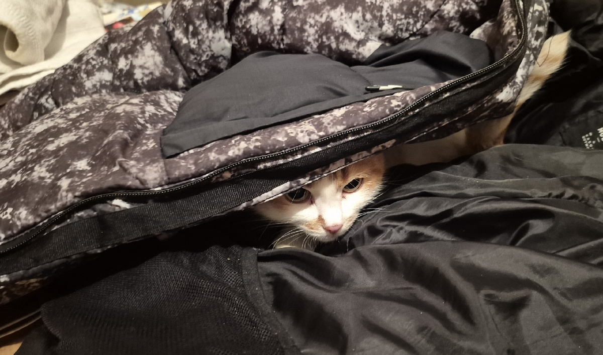 помогает собирать вещи