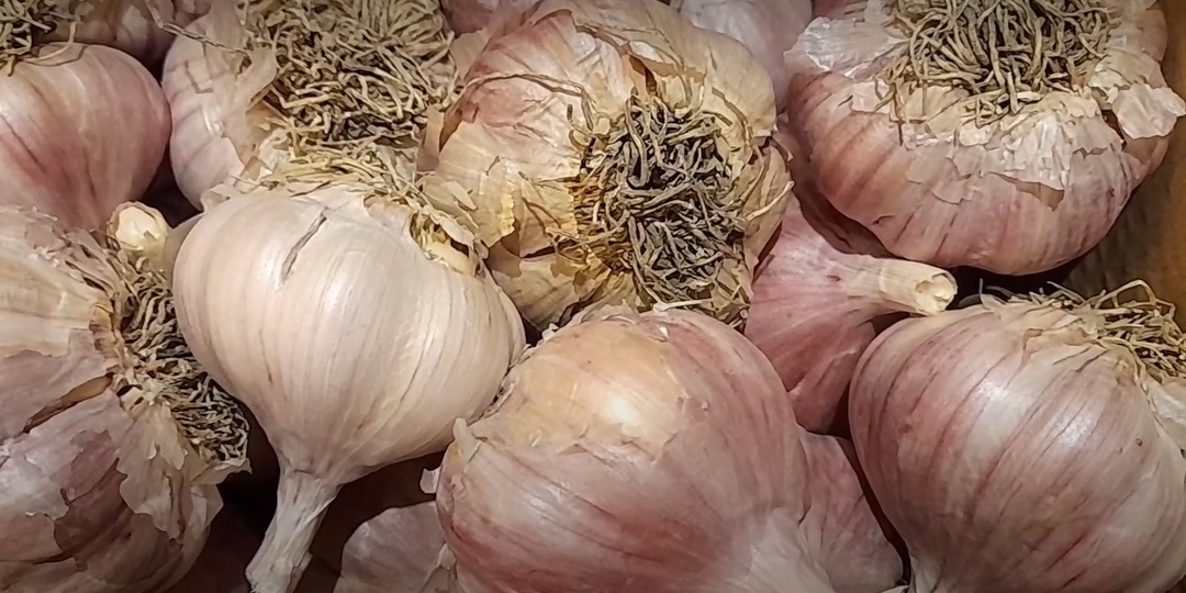 Как сохранить чеснок до нового урожая — три простых способа