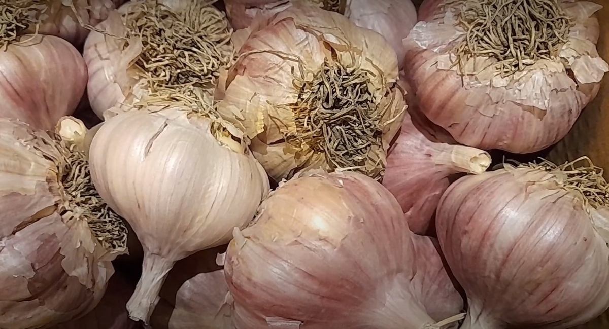 Как сохранить чеснок до нового урожая — три простых способа