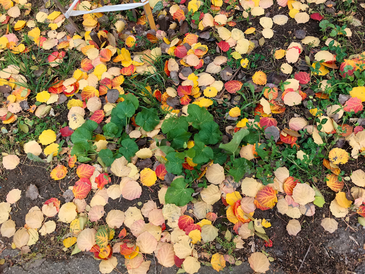 Люблю осень за её разнообразие красок. Тёплые оттенки перемешиваются с насыщенным зелёным