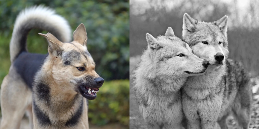 Почему волк не нападает на равного, а собака лезет в любую драку