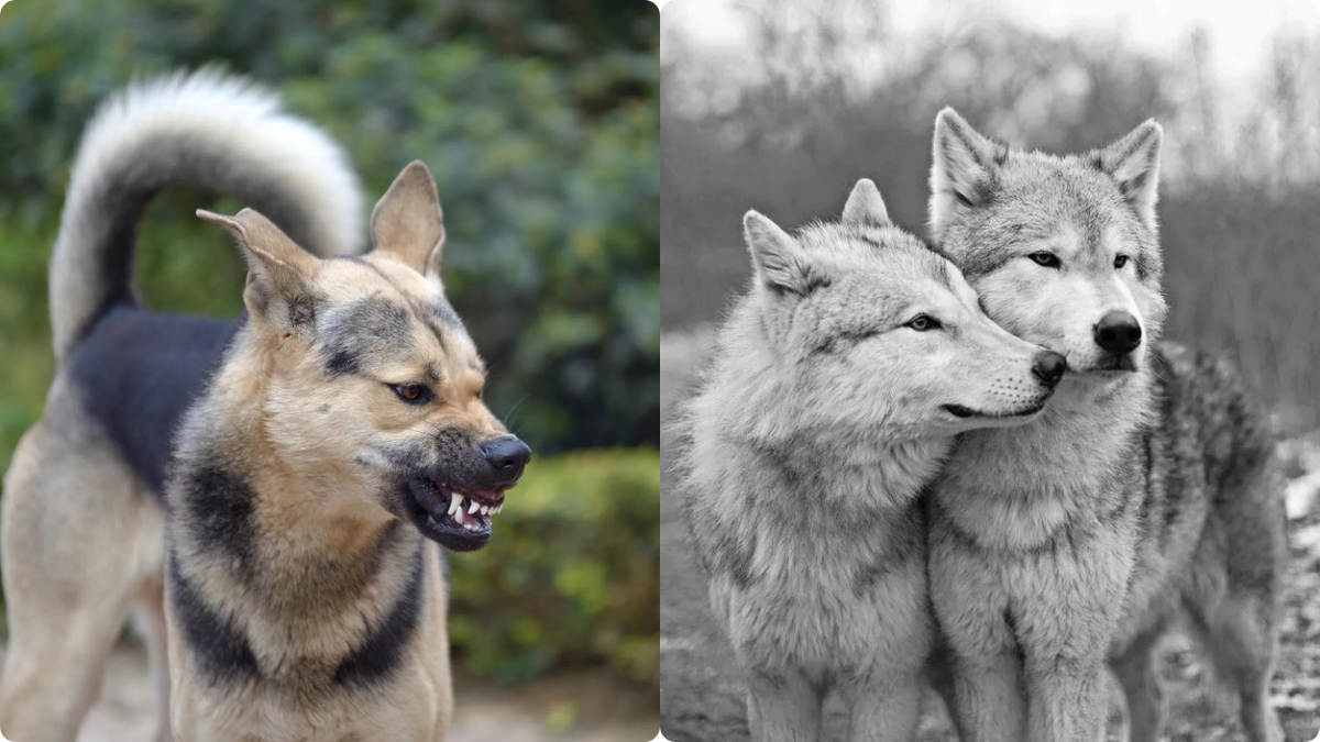 Собака и волк