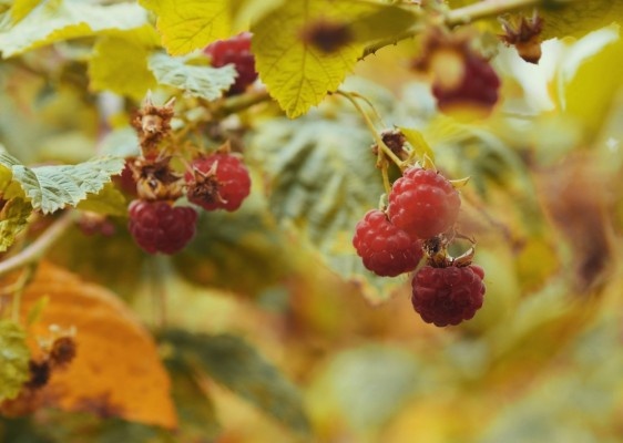 Источник фото shutterstock.com