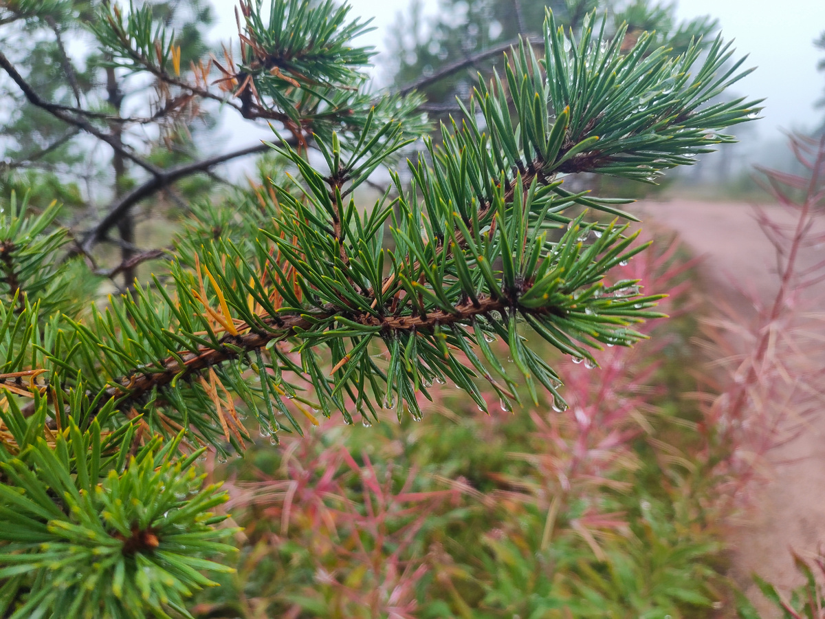 Вдоль дороги стоят елки с застывшими на иголках каплями, кажется, что идешь через остановившееся время