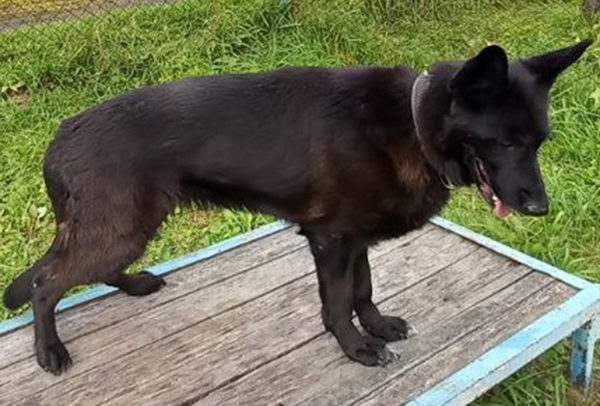 Четыре служебные собаки ищут новых хозяев в Нижегородской области