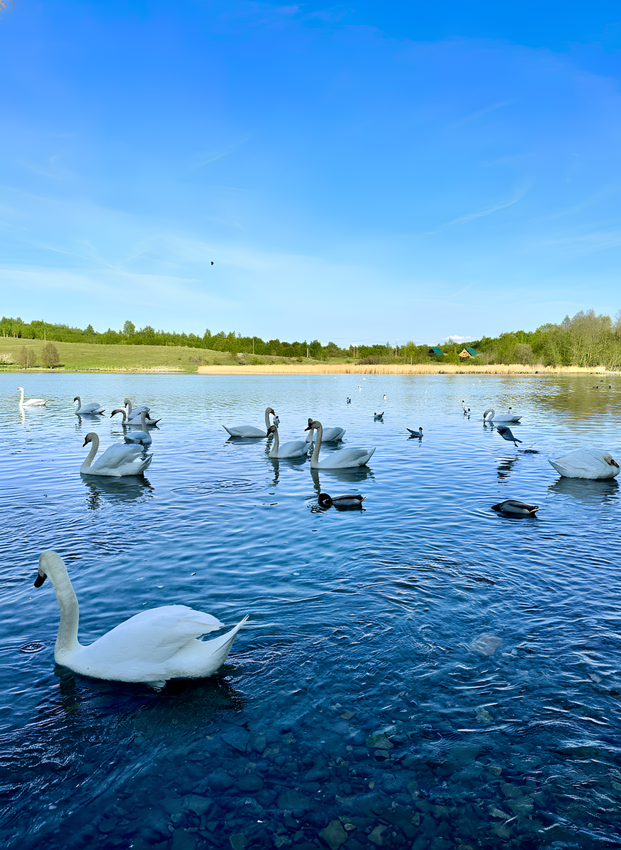 Лебеди (без Гуси*)
