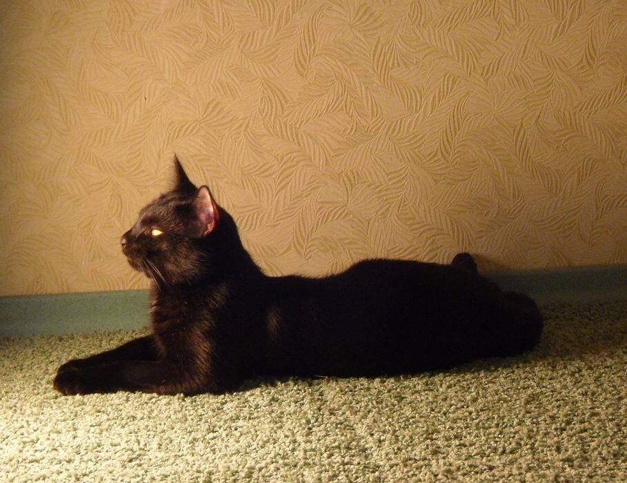 Макс. Фото автора рассказа, Ирины Л.