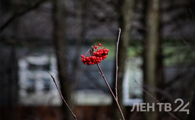    © Анастасия Илюшина / ЛенТВ24, архивное фото