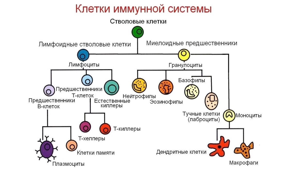 Клетки иммунной системы