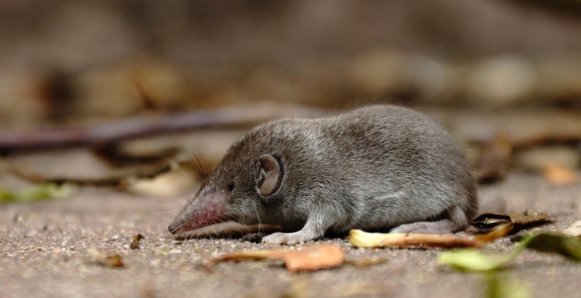    Фото: Pixabay/CC0 Public Domain