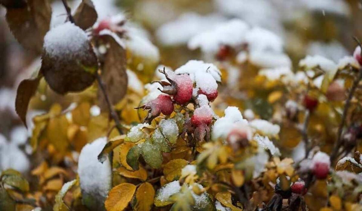     Снег в Питере. Источник: spb.kp.ru Автор фото: Николай Оберемченко