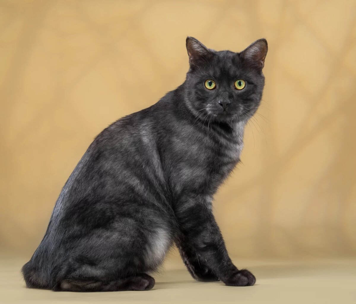 Дымчатый окрас. Из Интернета.