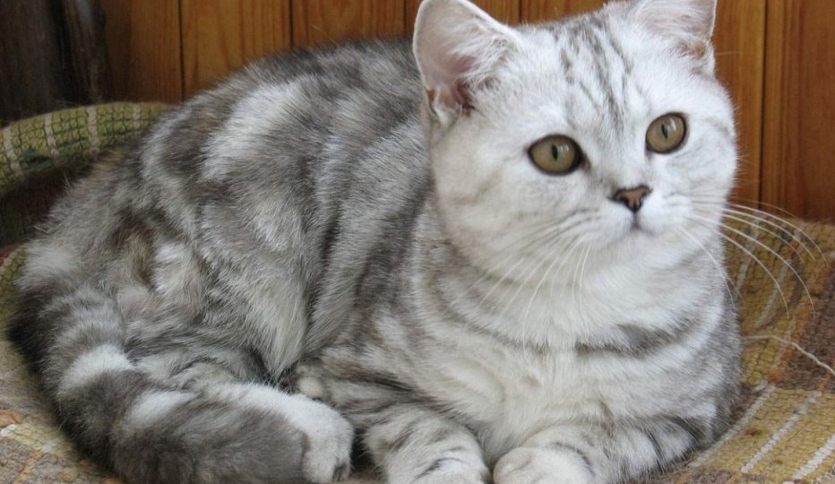 Редкие кошачьи окрасы: золотой, дымчатый, шиншилловый