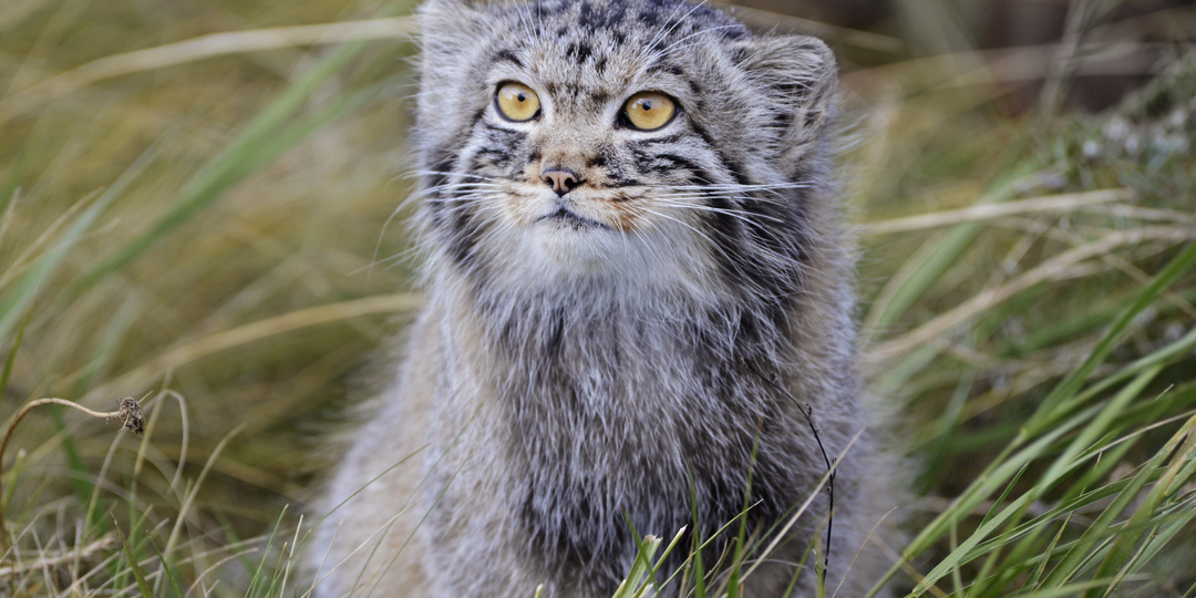 Бок о бок с манулами: как спасают животных в Даурском заповеднике