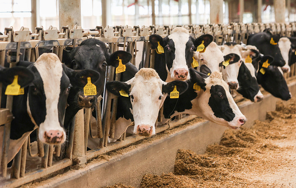 Арина Антонова/ТАСС