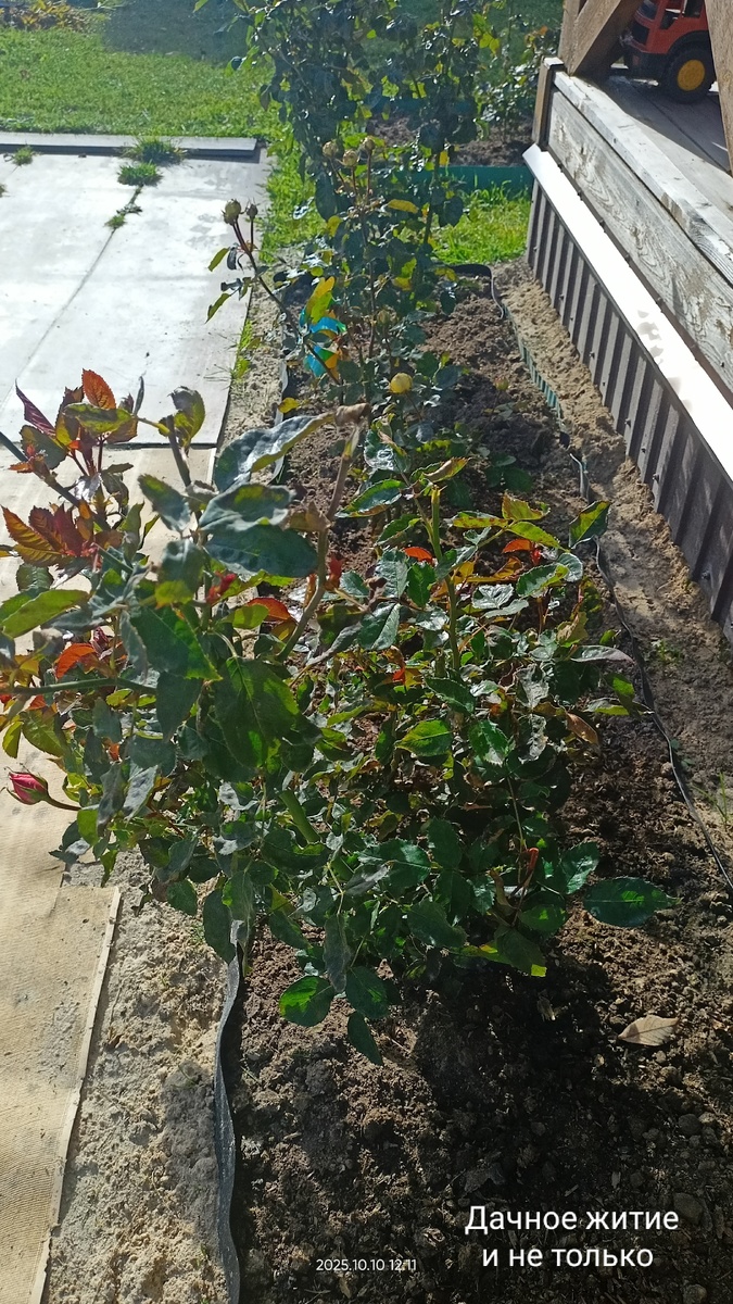 Бутоны под нож