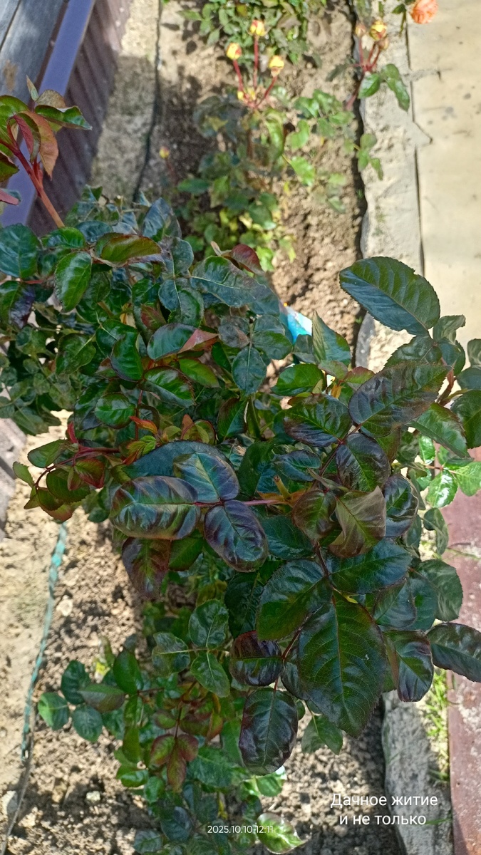 Листья сочные, зелёные, но резать придётся