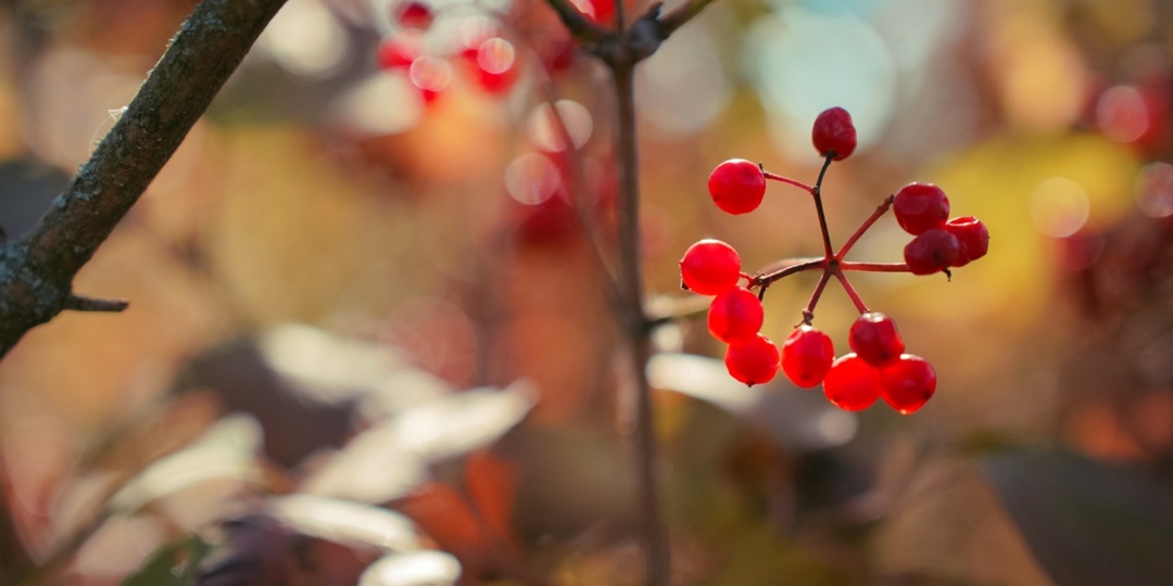 14 октября отмечаем праздники: день здоровья легких, день Винни-Пуха, именинники и не только