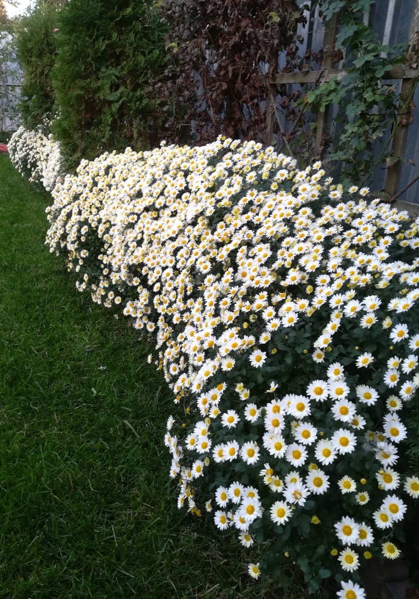 В прошлом году. Тоже октябрь. Та осень теплее была, чем нынешняя. 