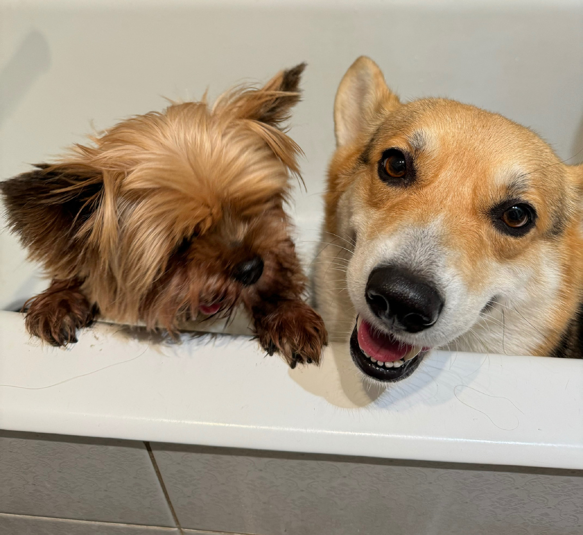 Корги и Йорк