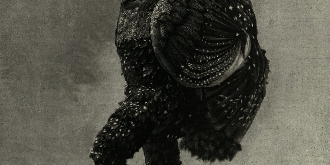 Куры на сцене, или чем заманить зрителей в театр? История пьесы Э. Ростана «Шантеклер»