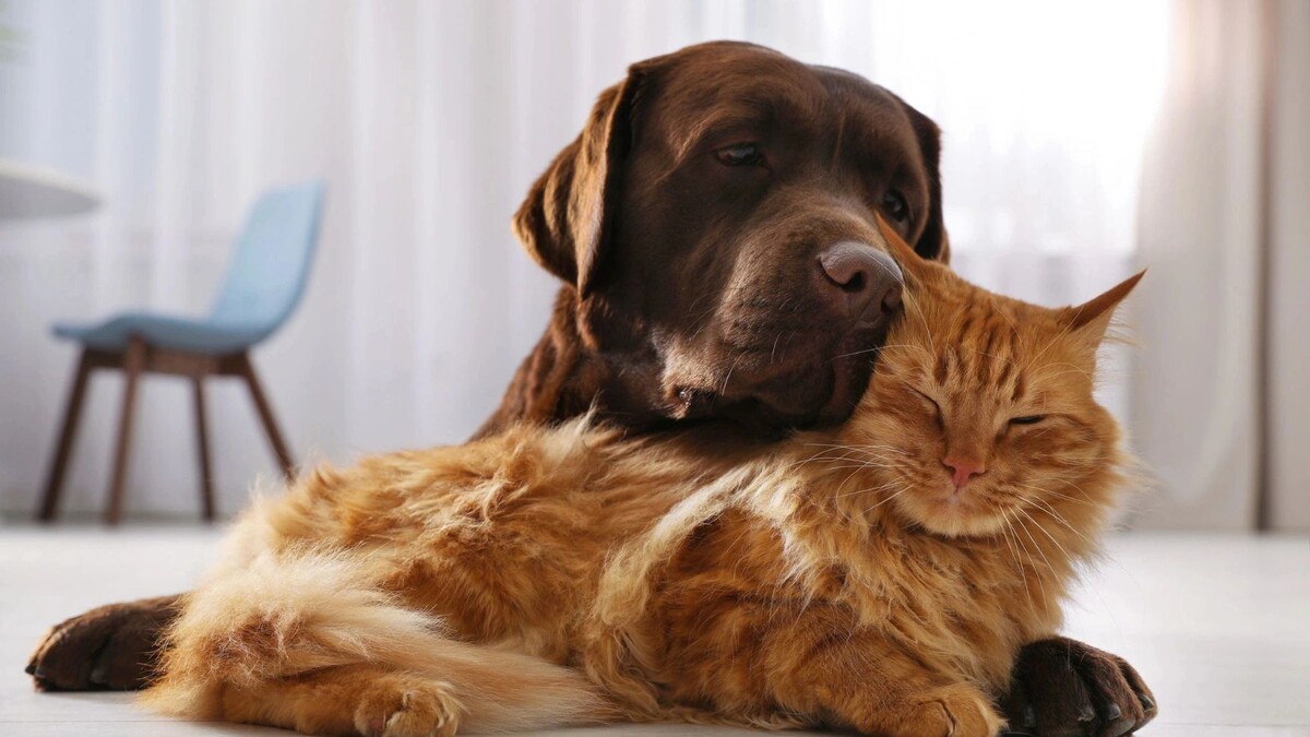    Фото: New Africa/Shutterstock/Fotodom