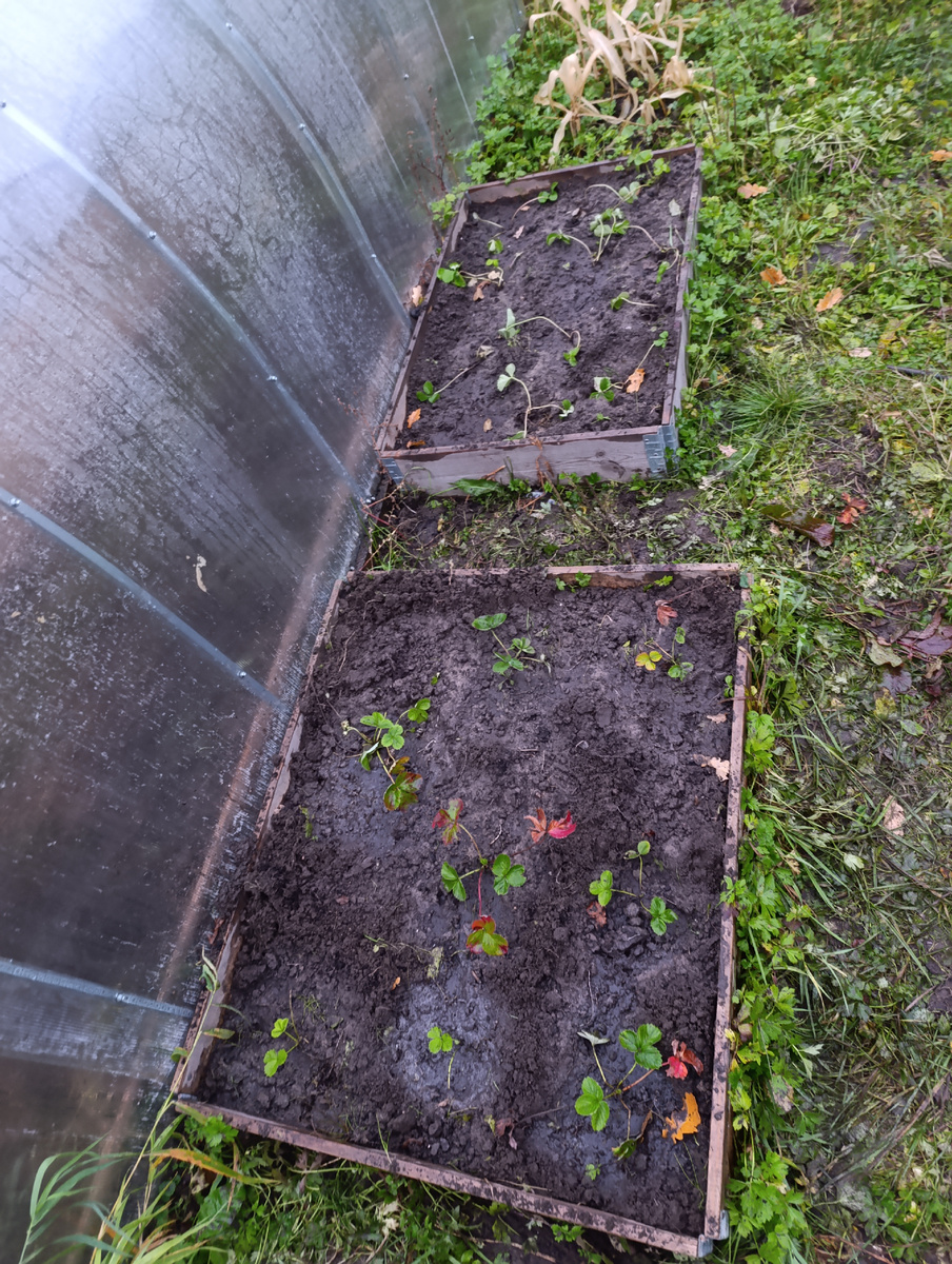 Сверху - покупная этого года, снизу - пересаженная моя, купленная прошлой осенью