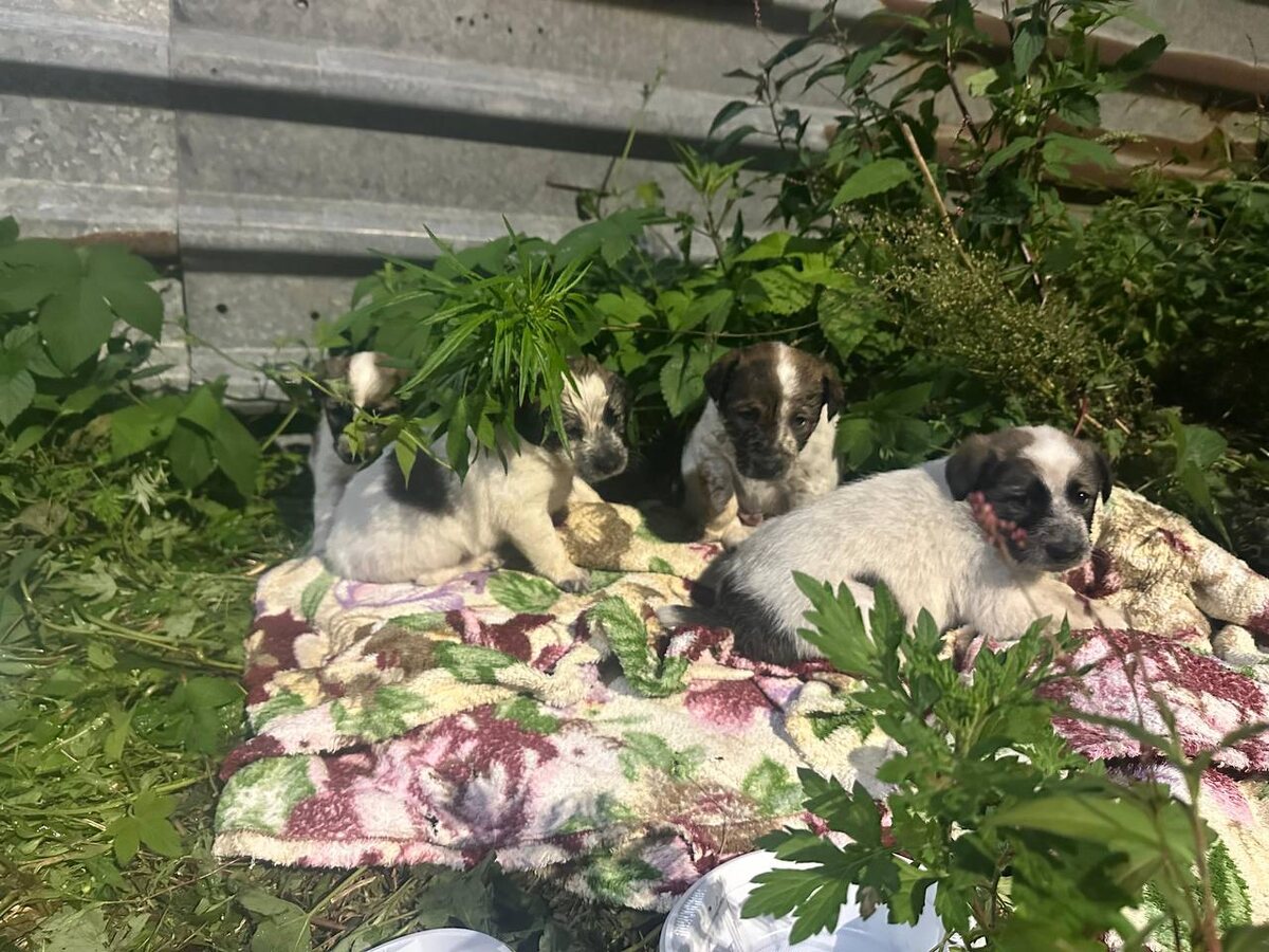 Автор: В. Панченко