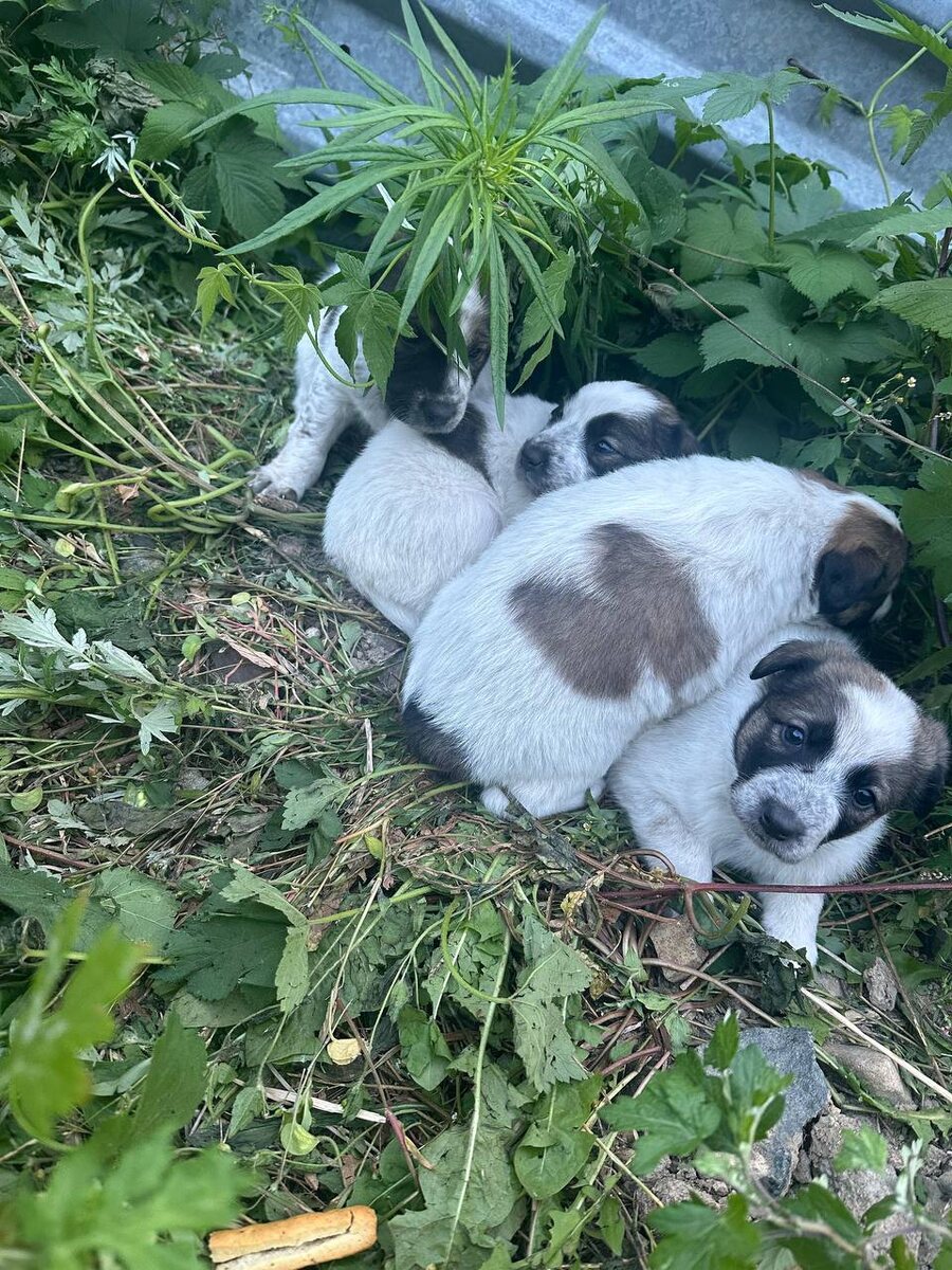 Автор: В. Панченко