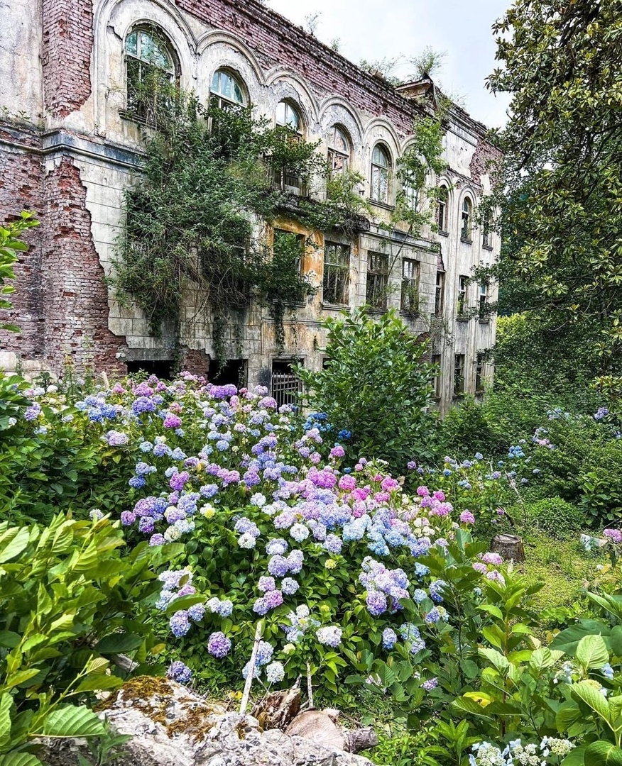 Заросли гортензии (фото с сайта smartik.ru)