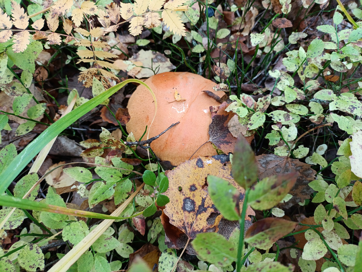 Ездили в лес- релакс