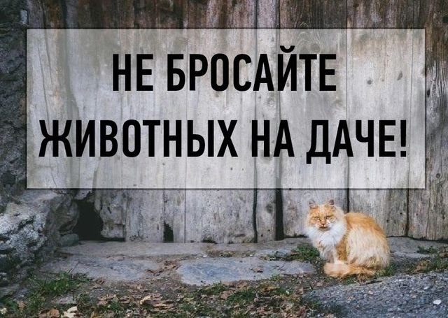 Каждый год повторяется одна и та же трагедия - животные остаются брошенными на дачах.