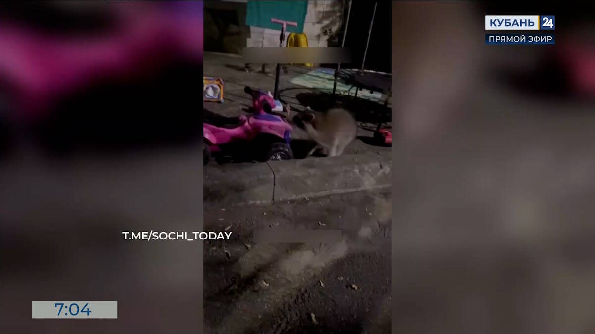    Видео канала «Кубань 24»