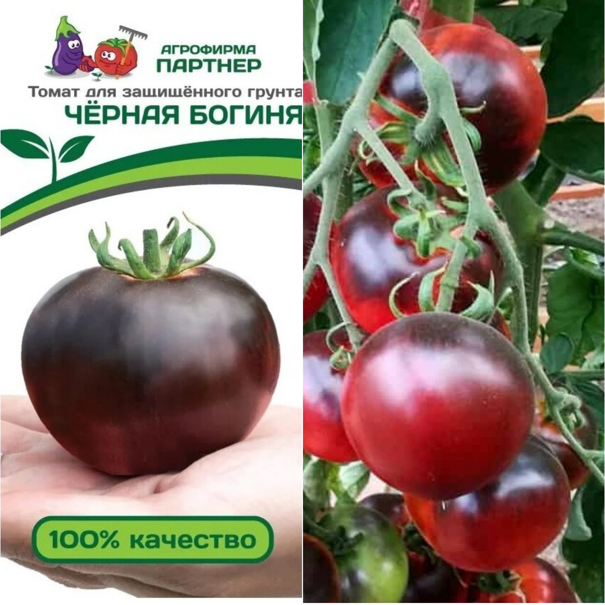 Фото семян и конечно же результат того что выросло. 