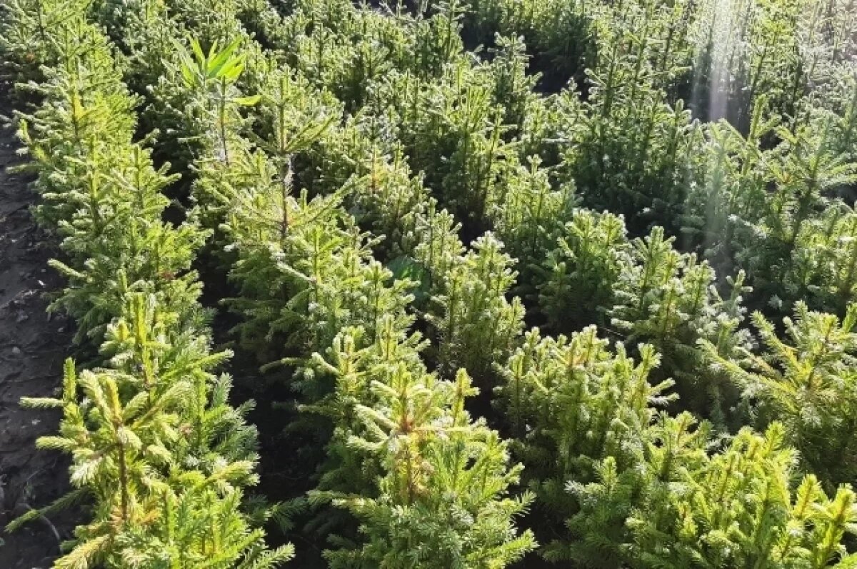    В Свердловской области в этом году восстановят 32 тысячи гектаров леса