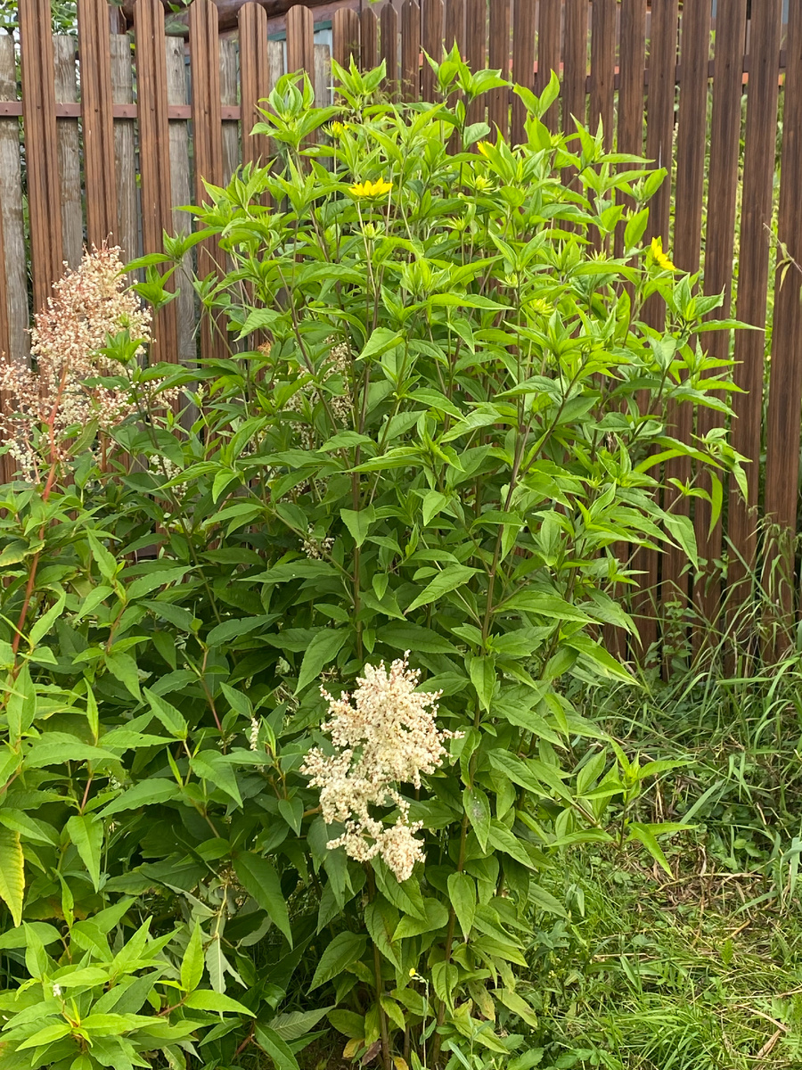 Подсолнечник Лемон Квин перед цветением, рядом белые "метелки" горца изменчивого