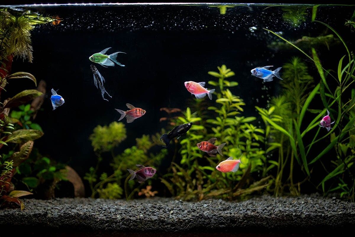 В аквариуме должна быть растительность, чтобы рыбы могли спрятаться, когда им страшно. Источник: otsphoto / Shutterstock / FOTODOM📷
